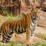 wildlife in India by Anglo Indiago Travels