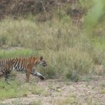 holidays in Kanha National Park by Anglo Indiago Travels