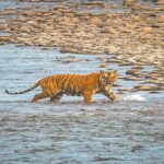 bengal tiger india